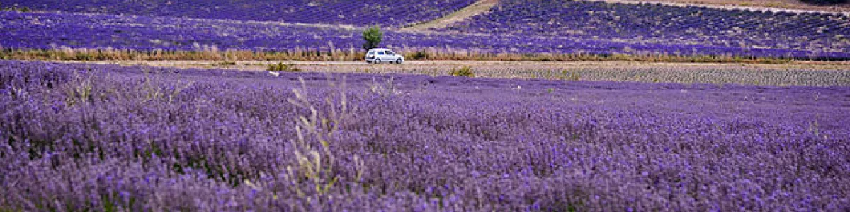 File:Lavender in Provence.jpg ...