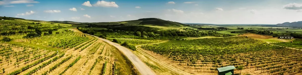 File:Vineyards in Slovakian Tokaj.jpg ...
