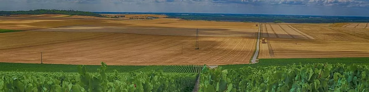 landscape, vines, champagne, wine, earth, grapes, harvest, sky, cloudy,  terroir, france | Pikist