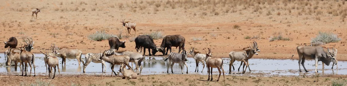 File:Roan Antilopes with Buffaloes, Zebras and one Eland at water hole ...  (30033578573).jpg - Wikimedia Commons