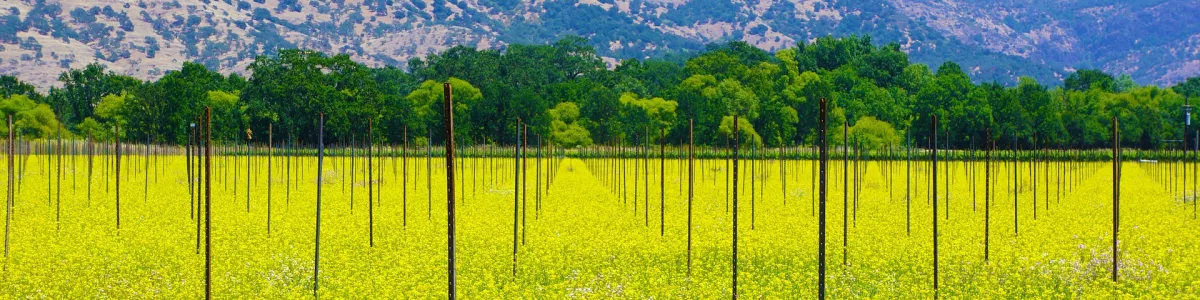 Vineyards California