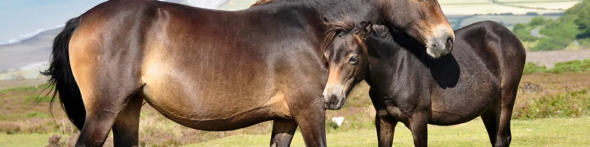 Exmoor pony - Wikipedia