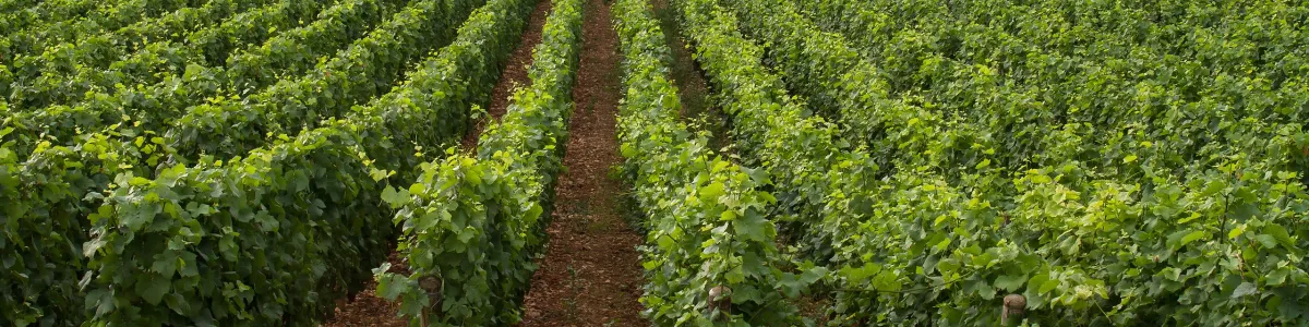 File:Burgundy vineyards near Beaune, France.jpg - Wikimedia Commons