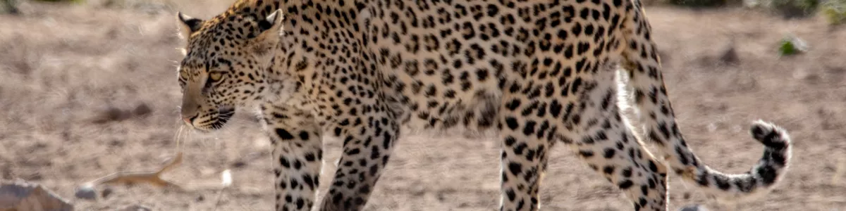File:Leopard, Kgalagadi Transfrontier Park 1M2A5692 (31036000687).jpg -  Wikimedia Commons