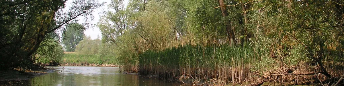 Fichier:Biesbosch 1.jpg — Wikipédia