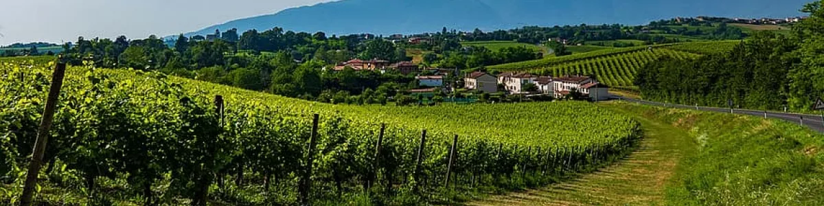 veneto, prosecco, wine, champagne, drink, grapes, romantic, vineyard, sky,  vines, nature | Pikist