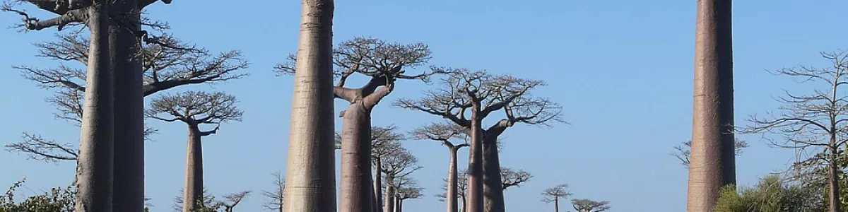 Baobabs_Avenue.jpg