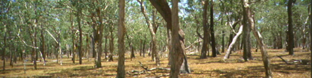 File:Australian savanna.jpg - Wikimedia Commons