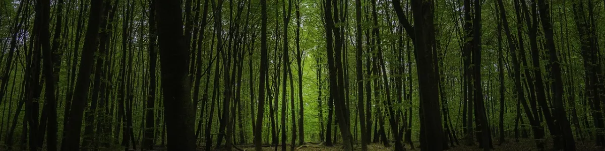 Fontainebleau, france, forest, dark, nature - free image from needpix.com