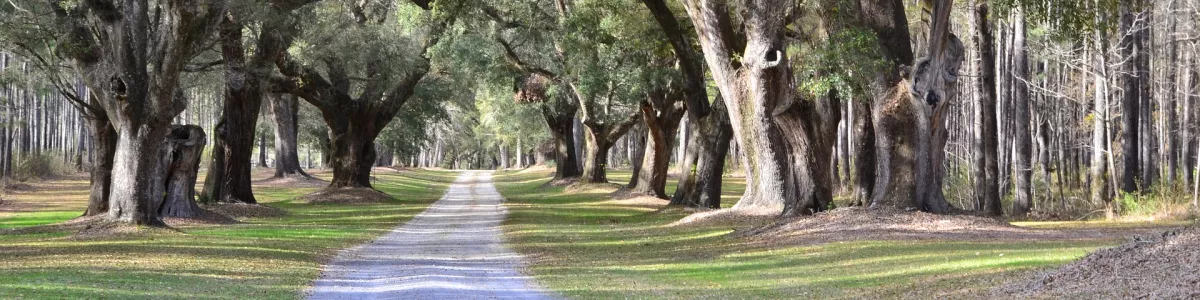 Oak Trees South Carolina