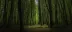 fontainebleau-forest-panoramaweg - road trip