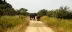 safari-road-trip-oostelijke-nationale-parken - road trip