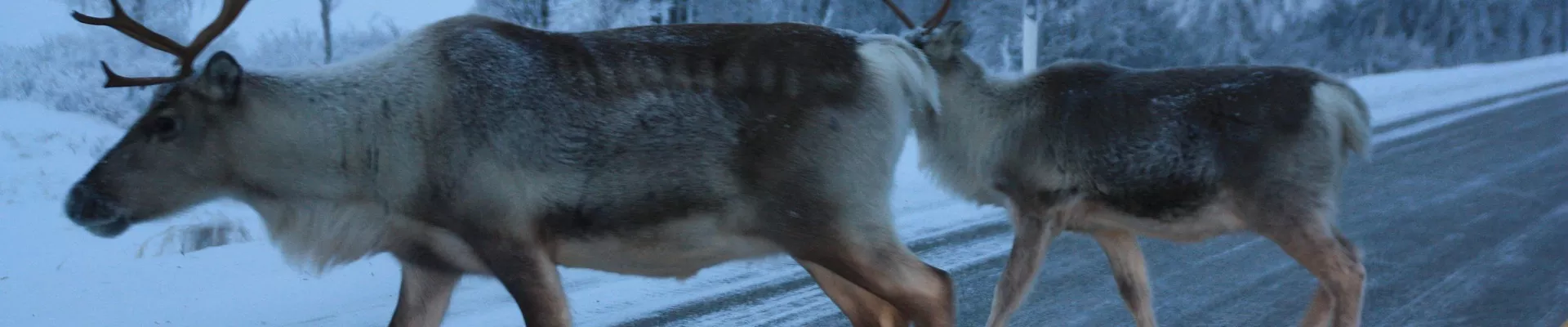 Witaj w&nbsp;Laponii, Finlandia — raj dla miłośników wycieczek samochodowych - image