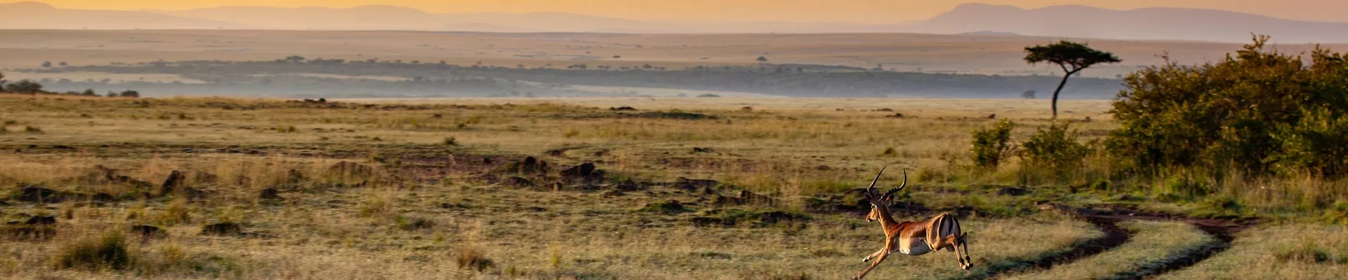 Wycieczka samochodowa po parkach narodowych Kenii - image